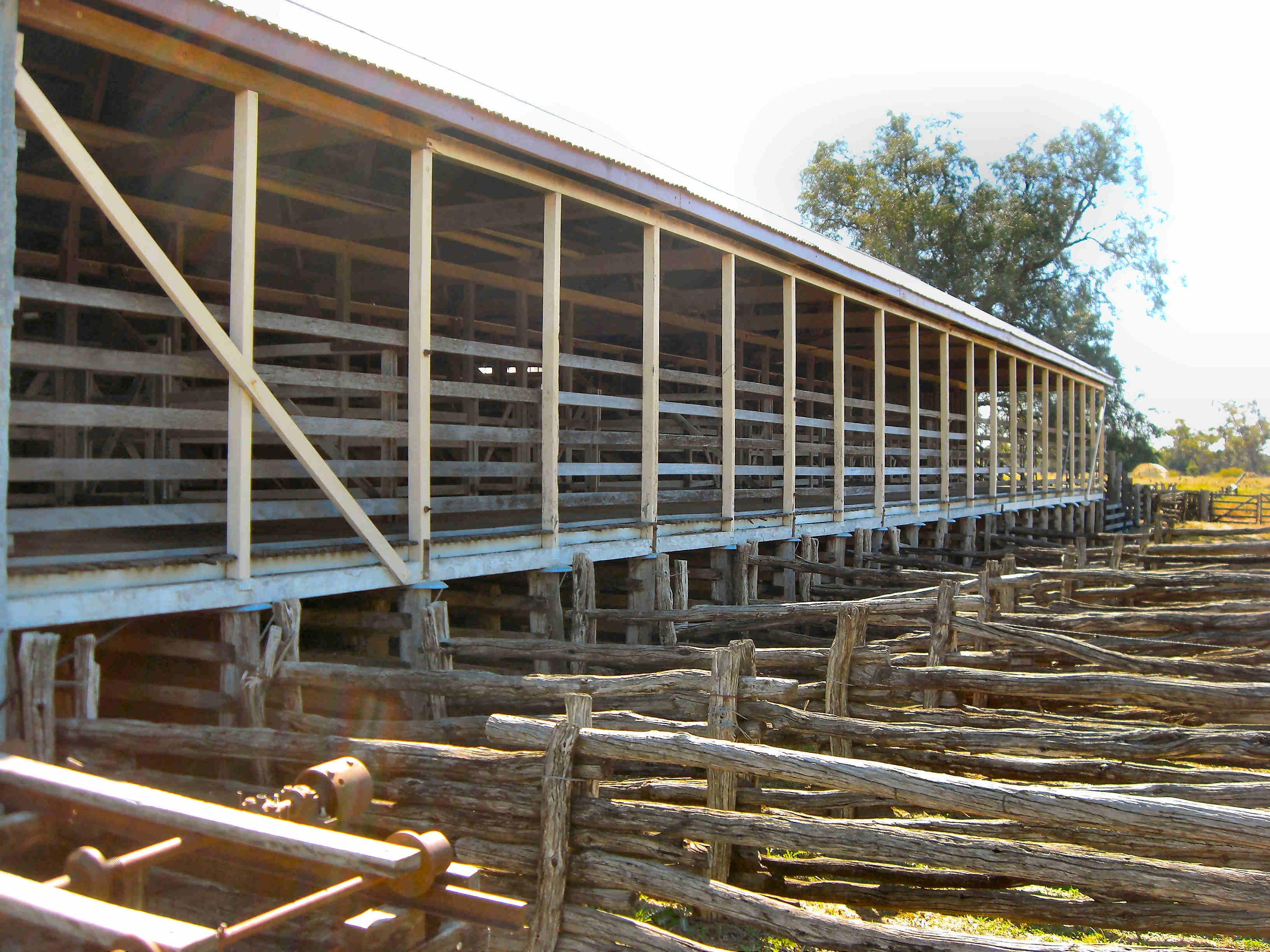 Sheep pens - at the Blackall wool scour