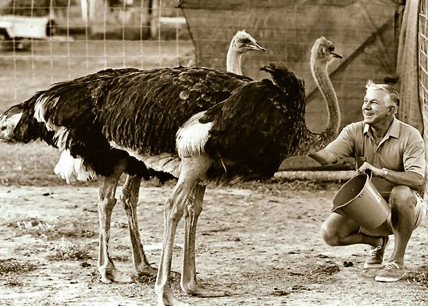 Ernie Gimm with is 2 ostriches